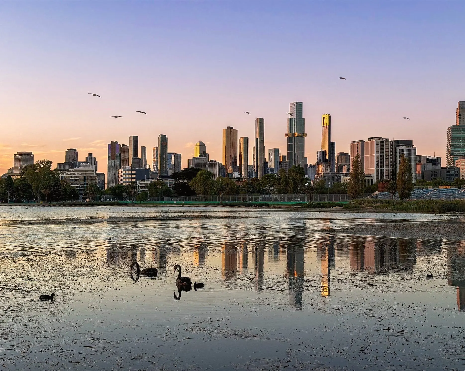 Black swans on Albert Park Lake, with the city skyline reflected in the still water under a lilac and peach sky