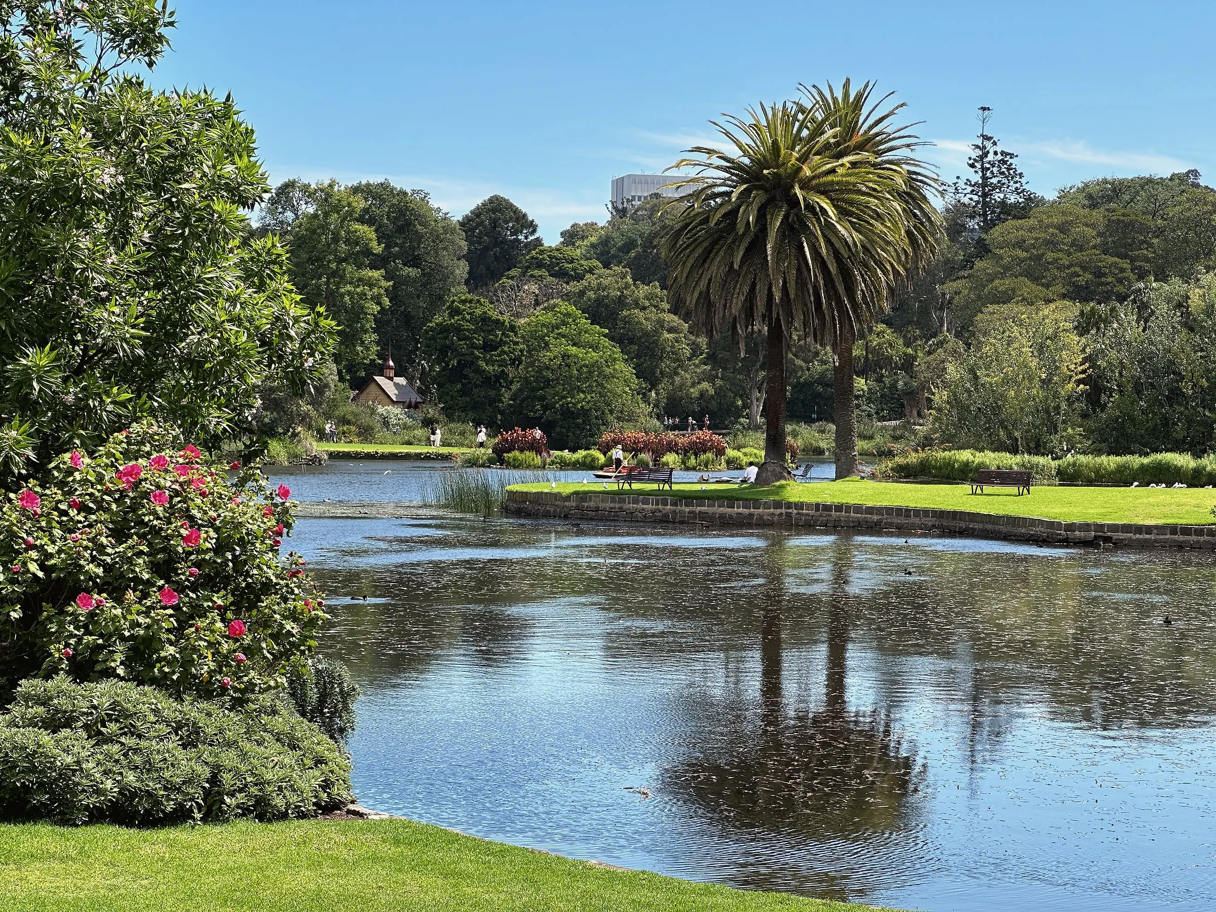 A palm and green trees reflected in a still lake at the Royal Botanic Gardens Melbourne