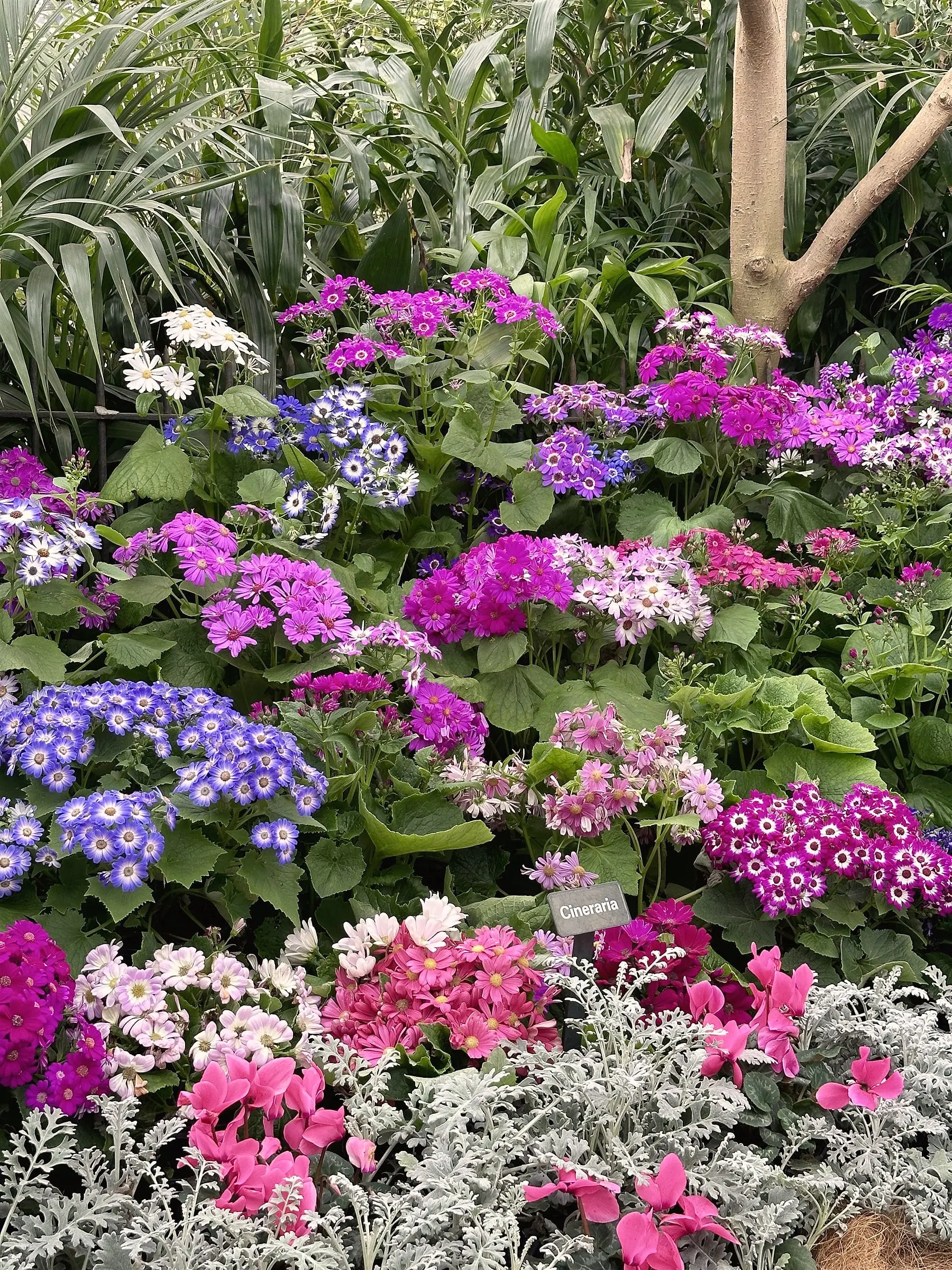 Purple, pink and white cineraria flowers massed in a display bed