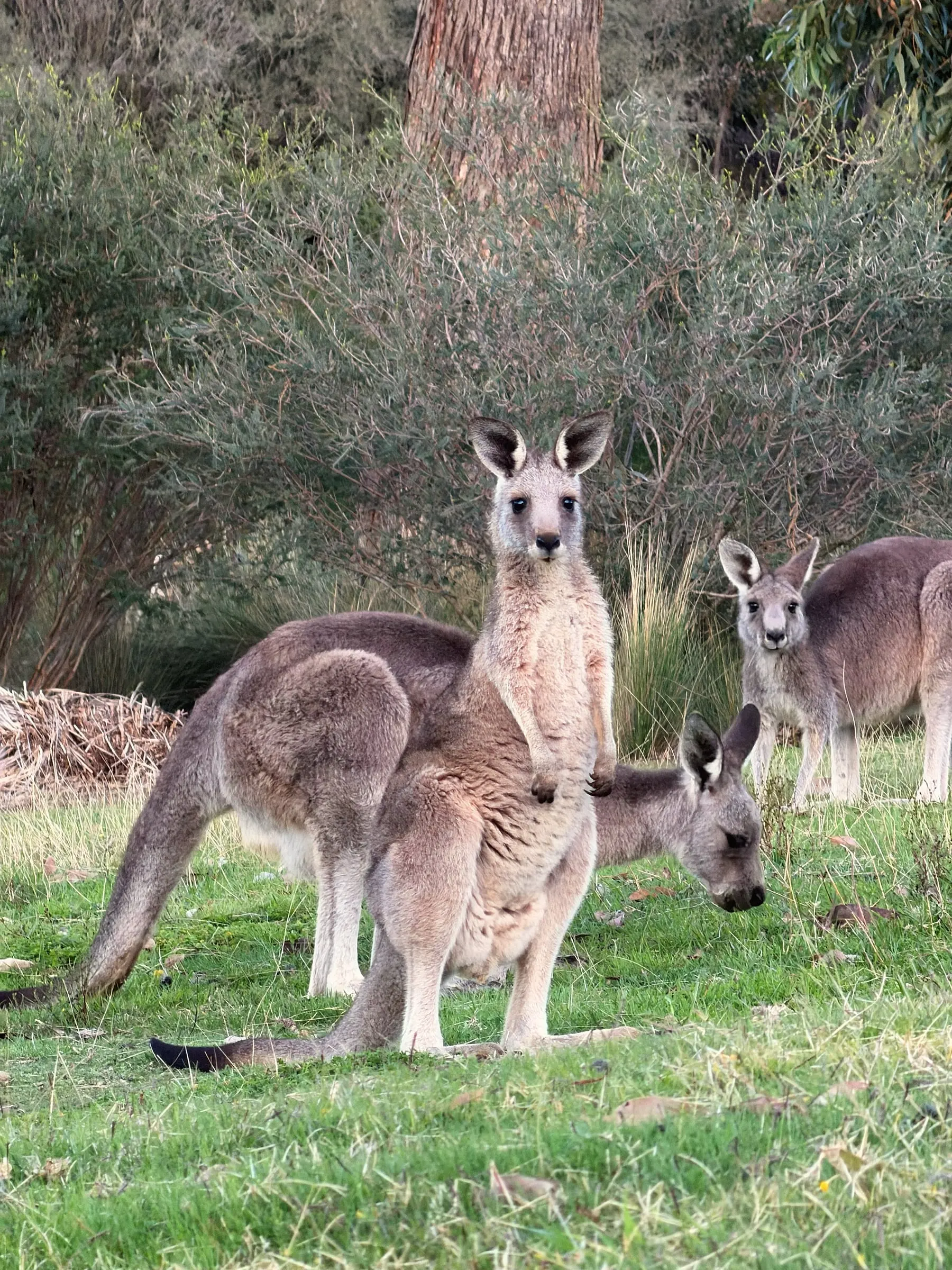 Three eastern grey kangaroos on a grassy clearing at the edge of the bush