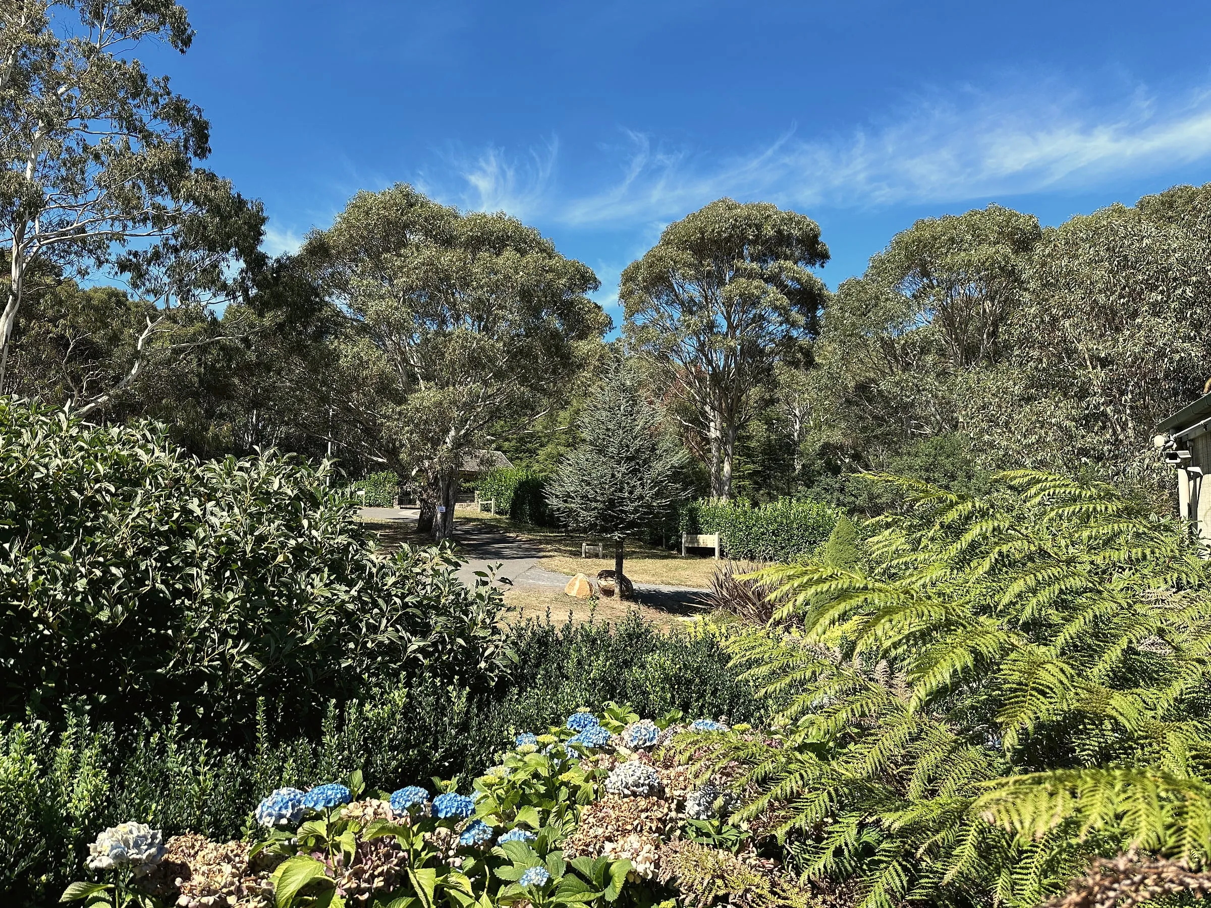 Blue hydrangeas and tree ferns in a Mount Macedon garden, with tall gum trees behind