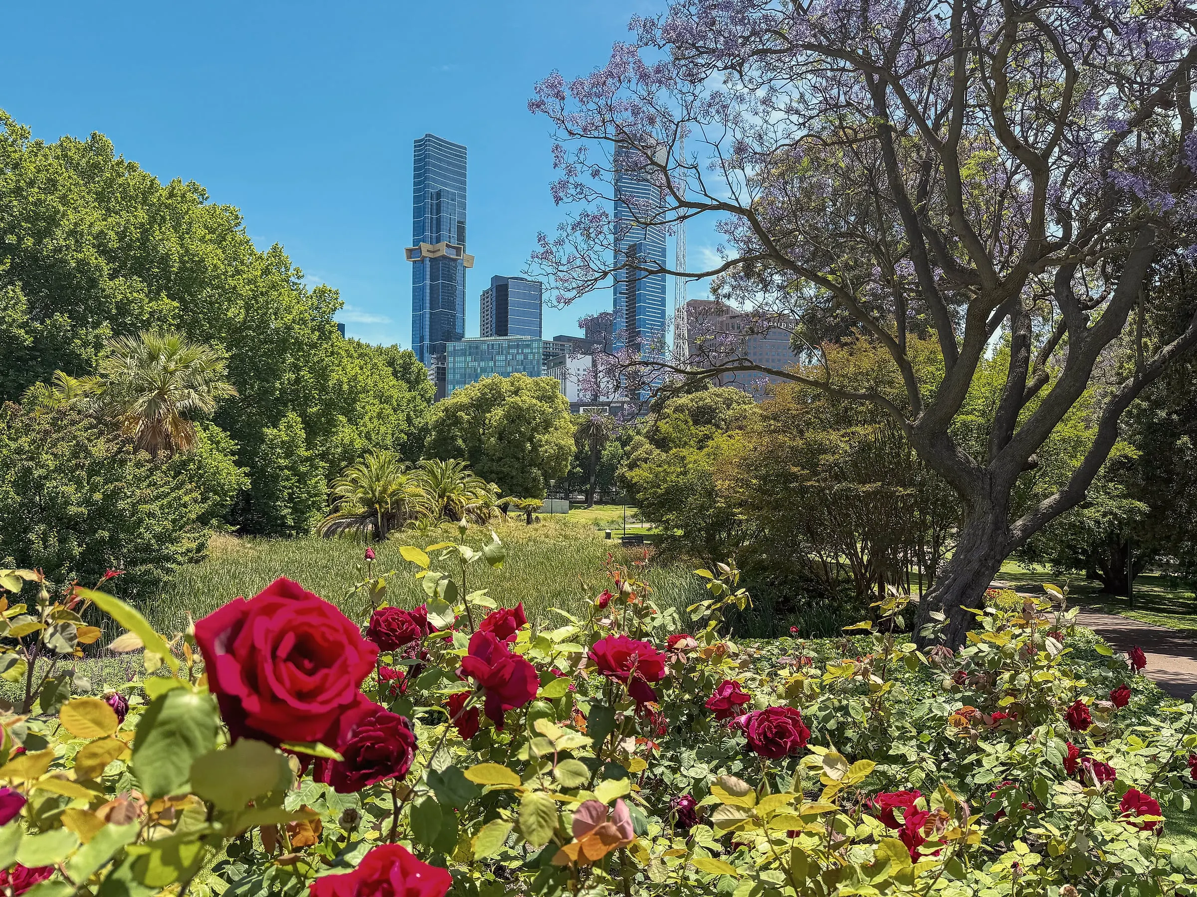 Red and pink roses in the foreground, a flowering jacaranda and city towers rising above the trees