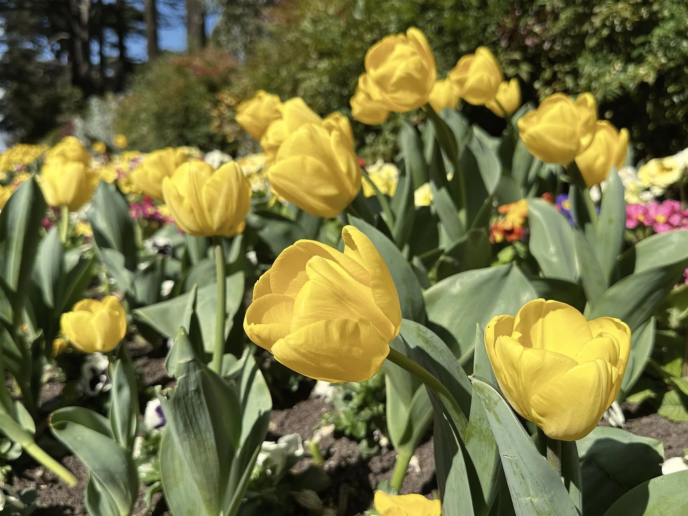 Yellow tulips in close-up, with primulas and pansies in the bed behind